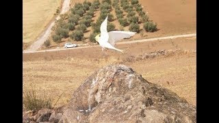 VUELO LIBRE DE MI NINFA POLLITO [upl. by Arahc75]