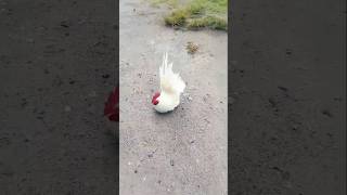 Beautiful chabo rooster 🐓 ytshortsfeed shorts viralshort youtubeshorts trending [upl. by Piane154]