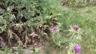 Milk Thistle Silybum marianum growing wild in Portugal [upl. by Terencio]