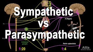 Autonomic Nervous System Sympathetic vs Parasympathetic Animation [upl. by Ecila865]