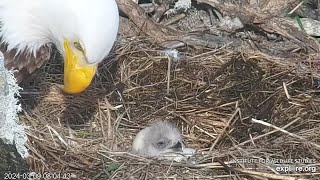 Adorable NewlyHatched Eaglet pops Up to Say quotHIquot West End Bald Eagles Exploreorg 3924 [upl. by Abel]