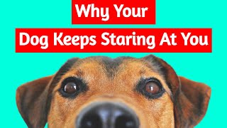 5 Odd Dog Behaviors That Have Hidden Meanings [upl. by Yentrok]