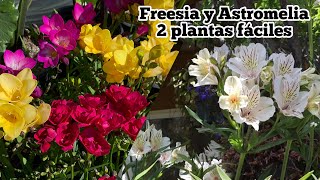 2 plantas de fácil cultivo Astromelia y freesia flowers [upl. by Anemolihp]