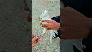 Kabuter Ke Per Me Bled Lagaya  wait for it 😱👍🕊 shorts bird kabutar pigeon reaction ajpets [upl. by Rexfourd]