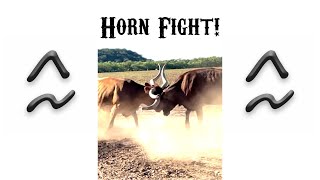 Texas Longhorns Fighting  Huge Horns Clashing [upl. by Kenji807]