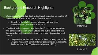 Effect of Allelopathy on Seed Germination [upl. by Ettelrats]