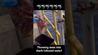 Throwing meat into sharkinfested water🦈😱😱🦈 youtubeshorts viral sharks [upl. by Hake]