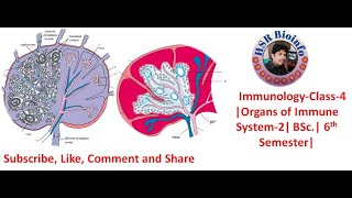 ImmunologyClass4 Organs of Immune System2 BSc 6th Semester Sahukari Ravi [upl. by Neufer]