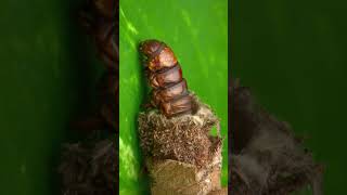 Did you know about bagworm moth caterpillar [upl. by Ndnarb135]