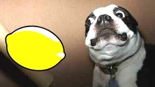 Most Funny Dogs Reacting To Lemons Compilation 2014 NEW [upl. by Libbey321]