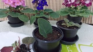 Growing African Violets [upl. by Johnnie867]