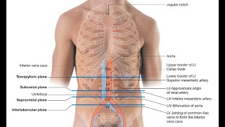 Inferior Vena Cava IVC Ultrasound Lecture [upl. by Oys]