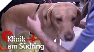 Süßer Hund hat Angst Was passiert mit seinem Herrchen  Klinik am Südring  SAT1 TV [upl. by Breen725]