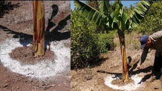 Fertilizante con cáscara de banana o plátano para floración en plantas [upl. by Thistle]