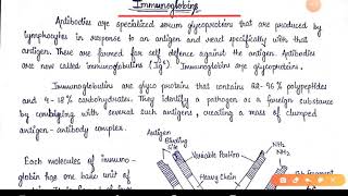 Immunoglobulin Or Antibodies  Types of Antibodies  BSC final year Zoology Paper 2 [upl. by Nylarak191]