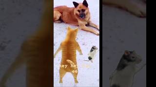 Hey hey hey ee Cat dancing funny cute pets cutecat meme dancingcat dance catdancer cat [upl. by Acimaj]