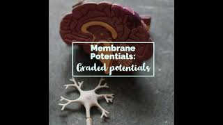 Membrane Potentials 4 Graded potentials [upl. by Aoht]