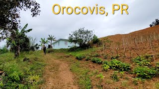 Orocovis  Visito finca  Agricultura en Puerto Rico [upl. by Ahsiaa]