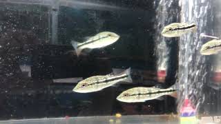 Temensis Peacock Bass For Sale [upl. by Acceb]