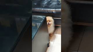 When a socially anxious puppy has guests at home it hides behind the coffee tablePomeranian [upl. by Nirok]