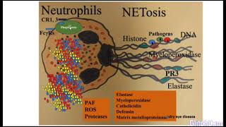 Neutrophils [upl. by Nodla345]