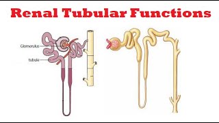 Assessment of Tubular Function of Kidneys Kidney function Tests [upl. by Eelsel]