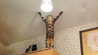 The very best and funniest CAT moments 😅Funny Pet Videos 2024 [upl. by Warp]