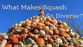 What Makes Squash So Diverse [upl. by Mccallum688]