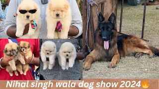 Dog Show in Nihal Singh Wala Punjab 20242025🔥🐶Cheapest Dog Market in Punjab 🐕‼️DHANOA KENNEL ❤️ [upl. by Dimah]