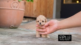 Cream Coat Loving Personality Poodle Belle  Rolly Teacup Puppies [upl. by Rialb]