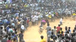 Jallikattu Festival of Tamil Nadu [upl. by Bran]