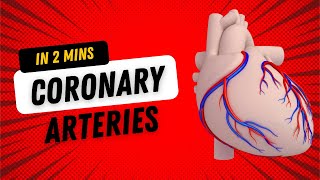 Coronary Arteries  in 2mins [upl. by Akilegna]