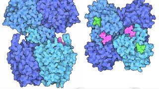 Polyhydroxybutyrate Synthase [upl. by Tiebold725]