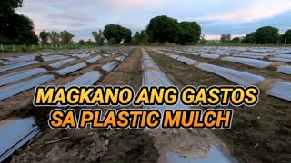 MAGASTOS NGA BA ANG PLASTIC MULCH [upl. by Ybroc826]