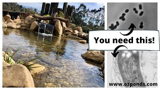 Beneficial bacteria for ponds Do you need it [upl. by Wu516]