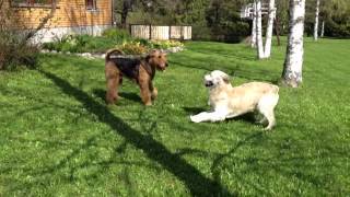 Airedale Terrier amp Golden Retriever [upl. by Fields]