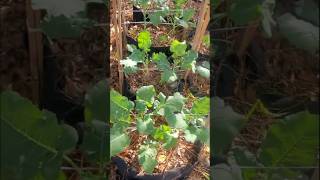 How to Support Brocolli Plants brócoli garden gardening support health [upl. by Merv]