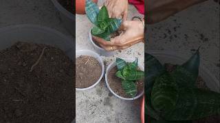 Sensevieria plant propagation garden shorts Binarofficial [upl. by Sender]