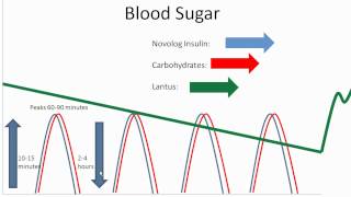 Food and Your Blood Sugar  Lantus and Novolog  Diabetes Center for Children at CHOP [upl. by Yleme]