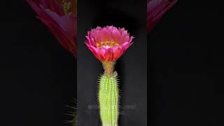 Watch a Cactus Bloom in Stunning TimeLapse timelapse beautiful flowers nature cactus [upl. by Yecats]