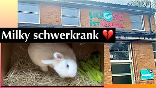 Milky hat Encephalitozoon cuniculi MILKY muss ins Krankenhaus 😓schwer krank 🤍Kaninchenbande [upl. by Ylro915]