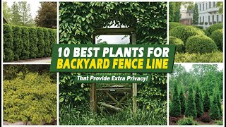 Backyard Privacy 10 Best Plants for Backyard Fence Line That Provide Extra Privacy 👍 [upl. by Eidnac]