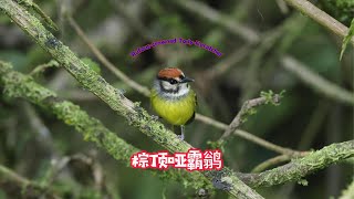 Rufouscrowned TodyFlycatcher 棕顶哑霸鹟 [upl. by Sinnaoi]