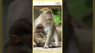 Funny Sounds Of Monkey  Squirrel Monkey  Monkey Sounds For Toddlers amp Babiesshortsvideo shorts [upl. by Enimrac]