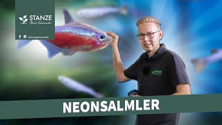 Neonsalmler im Aquarium [upl. by Groveman]