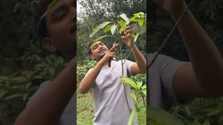 Mango tree pruning in India  mangotreepruning farming indiannurserytips [upl. by Jankey]