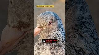 Original import bloodline golden kabootar pigeon pigeorn bird kabootar pigean birdspecies [upl. by Lan]