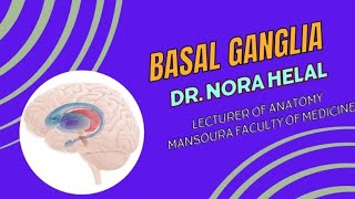 Anatomy of Basal Ganglia [upl. by Sucerdor]