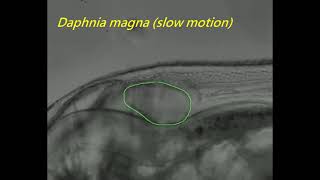 Daphnia magna heart beat video tracked by Mask RCNN [upl. by Cruce582]