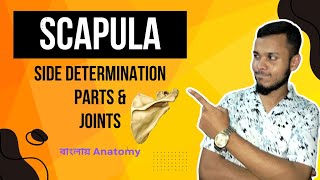 Scapula Anatomy in Bangla  বাংলায় স্ক্যাপুলা [upl. by Winterbottom]